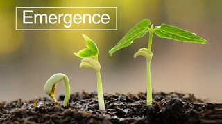 emergence